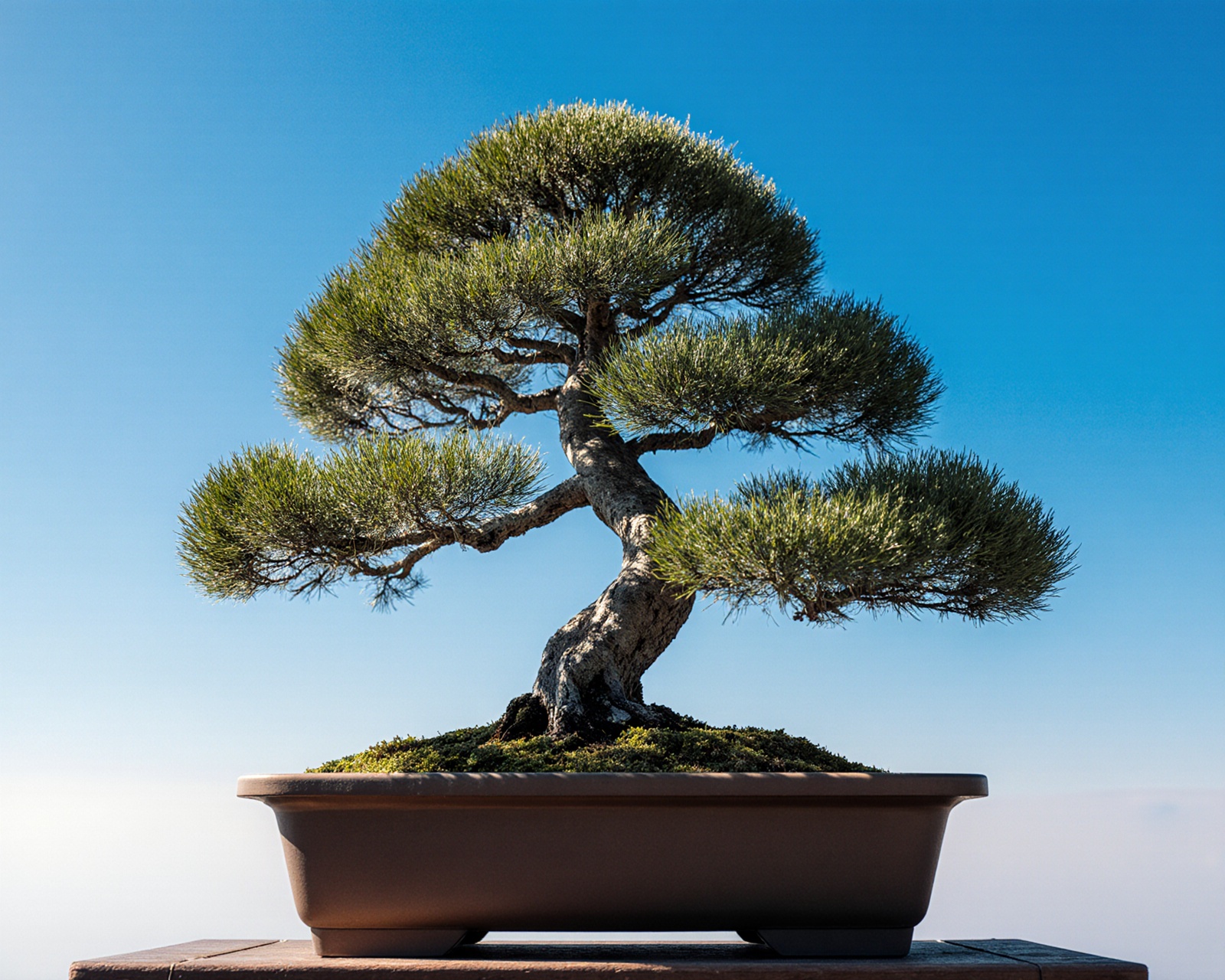 Bonsai