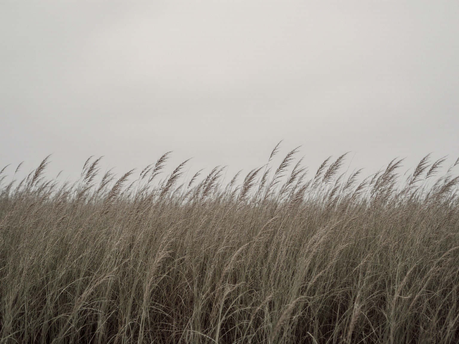 Snake Grass